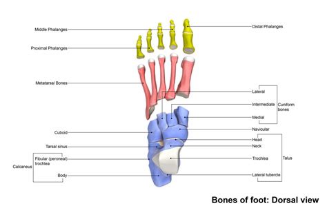 les pieds francais